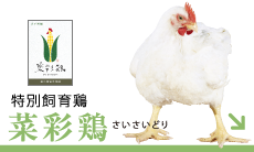 特別飼育鶏 菜彩鶏